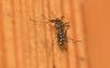Aedes albopictus